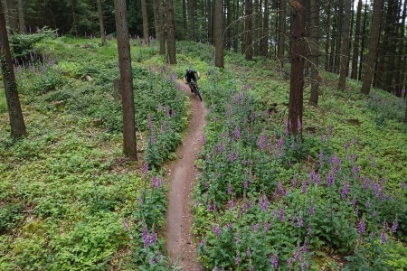 Mountainbike Kurs